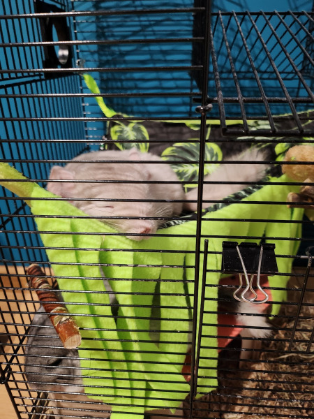 Michalina, Płużnica Michalina, Płużnica