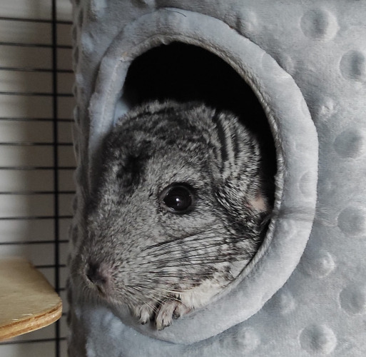 Anita, Kąkolewo Anita, Kąkolewo