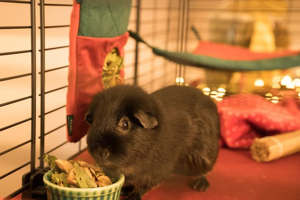 Hamak świąteczny FLOP dla świnek morskich - kolekcja 2025 1_guinea