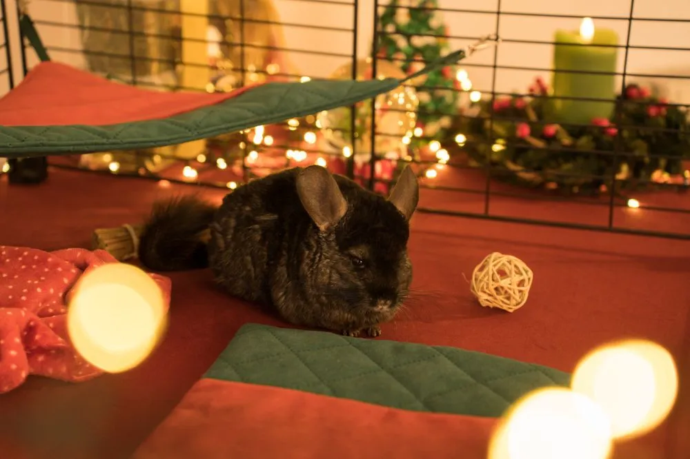 Legowisko narożne dla szynszyli i koszatniczki - świąteczne 2025 1_szynszyla