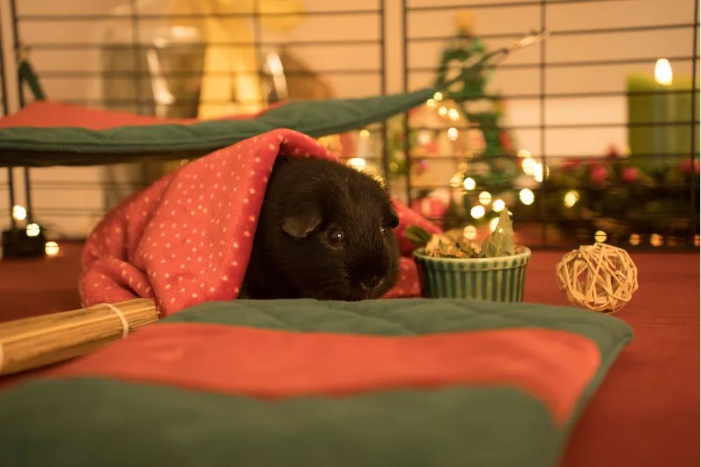 Hamak świąteczny FLOP dla gryzoni - kolekcja 2025 2_guinea