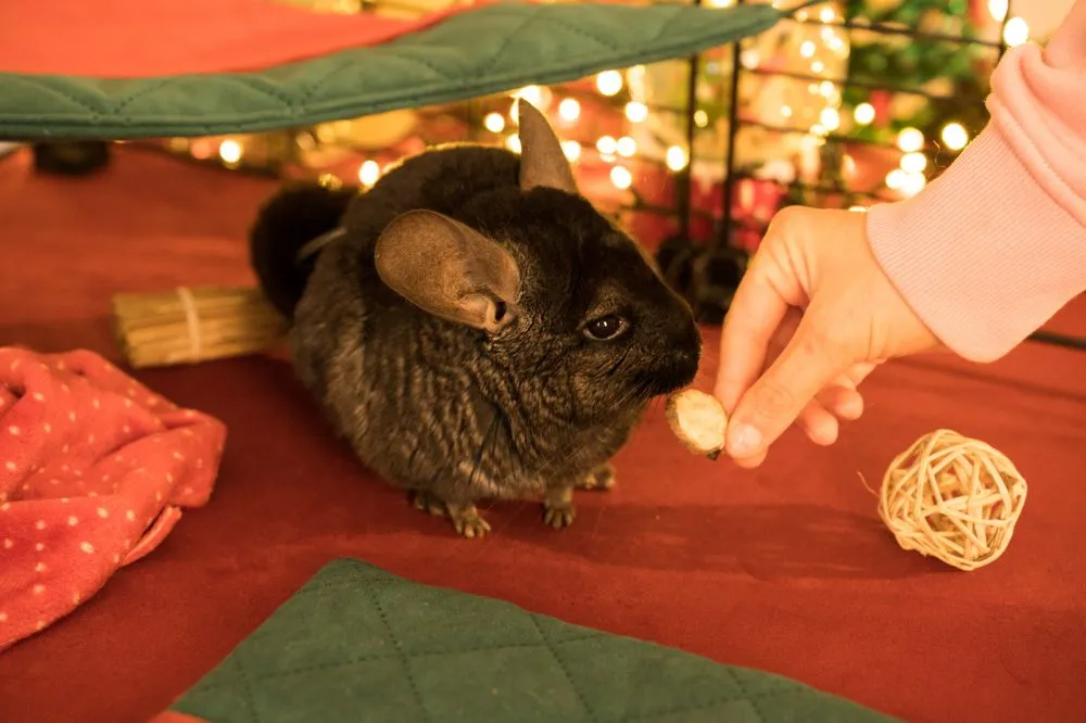 Legowisko narożne dla szynszyli i koszatniczki - kolekcja FLOP Święta 2025 2_szynszyla