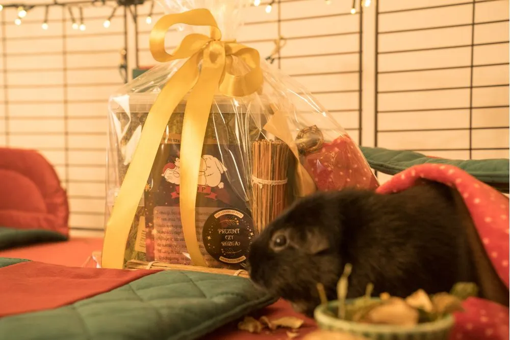 Świąteczna norka FLOP - świnka morska - 3_guinea