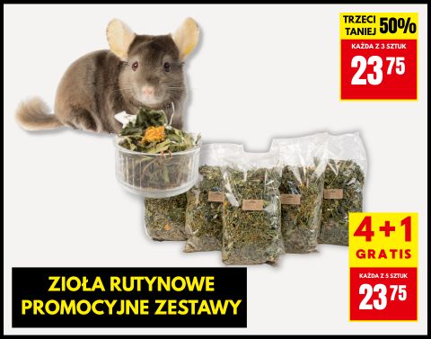 Rutynowe PROMO szynszyla