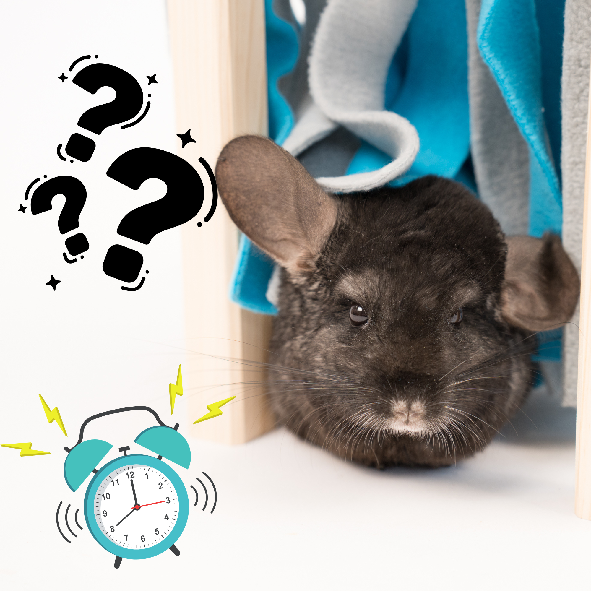 Szynszyla: zwierzę nocne czy aktywne o zmierzchu? Czyli kiedy szynszyla śpi