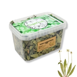 Babka lancetowata (Plantago lanceolata L.) liść 100g / pudełko 1200ml dla szynszyli