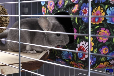 Drewniany taras widokowy/półka dla szynszyli