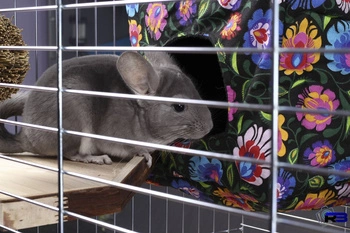 Drewniany taras widokowy/półka dla szynszyli