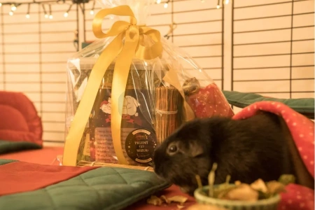 Mały świąteczny paśnik dla szynszyli i koszatniczek 2025