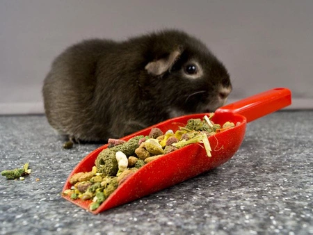 Łopatka do karm dla szynszyli