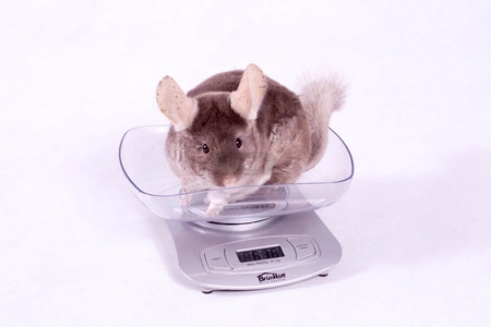 Waga z misą do kontroli wagi szynszyli