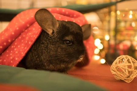 Prezent Świąteczny dla Twoich szynszyli 2025