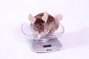 Waga z misą do kontroli wagi szynszyli